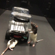 Image for article titled Rats will drive tiny cars for food